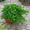 Japanischer Kriechwacholder 'Nana', 10er-Set, Höhe 20-30 Cm, Topf 2 Liter -Madison Verkäufe 0430350420 Juniperus proc Nana 10er Set 83930