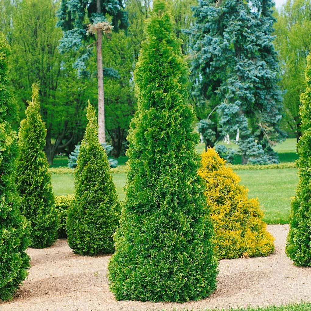 Smaragd-Lebensbaum, Thuja Occ. 'Smaragd', 3er-Set, Höhe 60-80 Cm, Topf 7,5 Liter 3 Smaragd-Lebensbaum, Thuja Occ. 'Smaragd', 3er-Set, Höhe 60-80 Cm, Topf 7,5 Liter