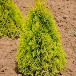 Heckenkonifere Thuja Occ. "Golden Smaragd"®, 50er-Set, Höhe 60-80 Cm, Topf 5 L