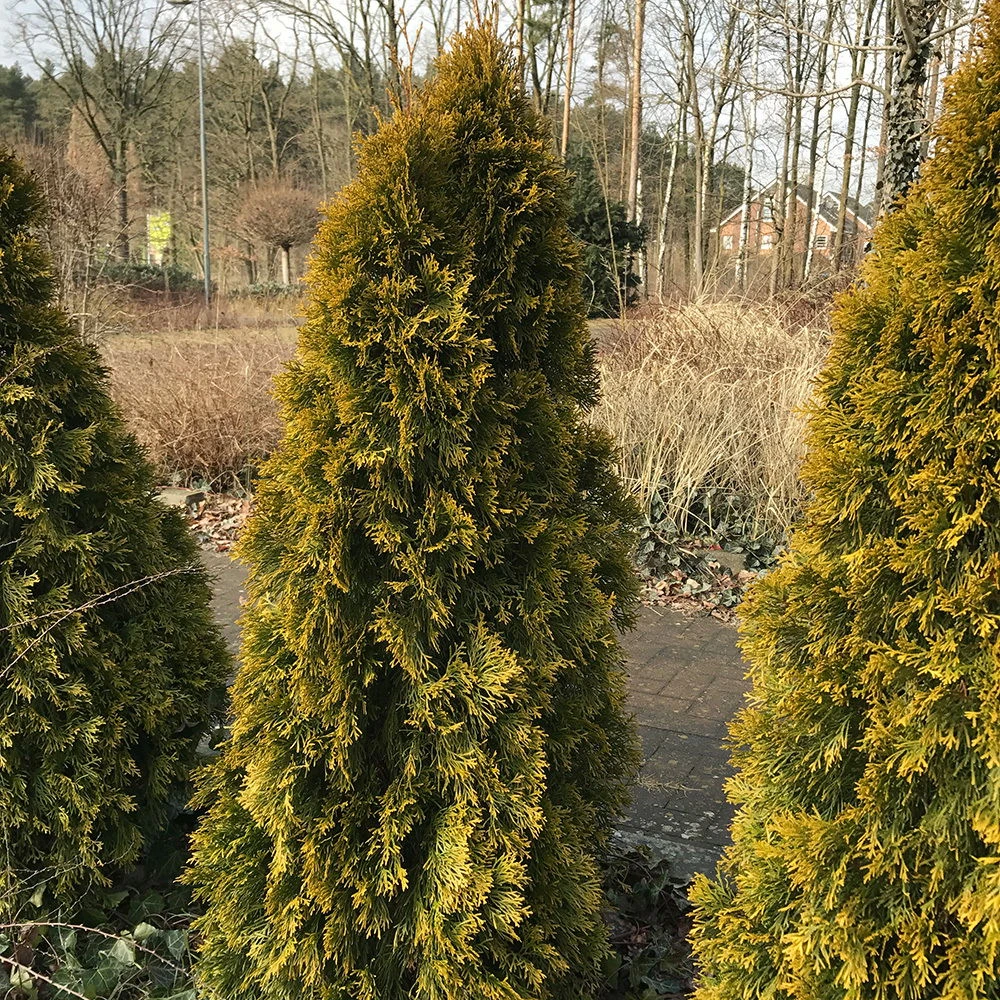 Heckenkonifere Thuja Occ. "Golden Smaragd"®, 50er-Set, Höhe 60-80 Cm, Topf 5 L 4 Heckenkonifere Thuja Occ. "Golden Smaragd"®, 50er-Set, Höhe 60-80 Cm, Topf 5 L – Bild 2