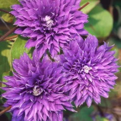 Clematis 'Multi Blue', 2er-Set, Violett, Höhe 60-80 Cm, Topf 2 Liter