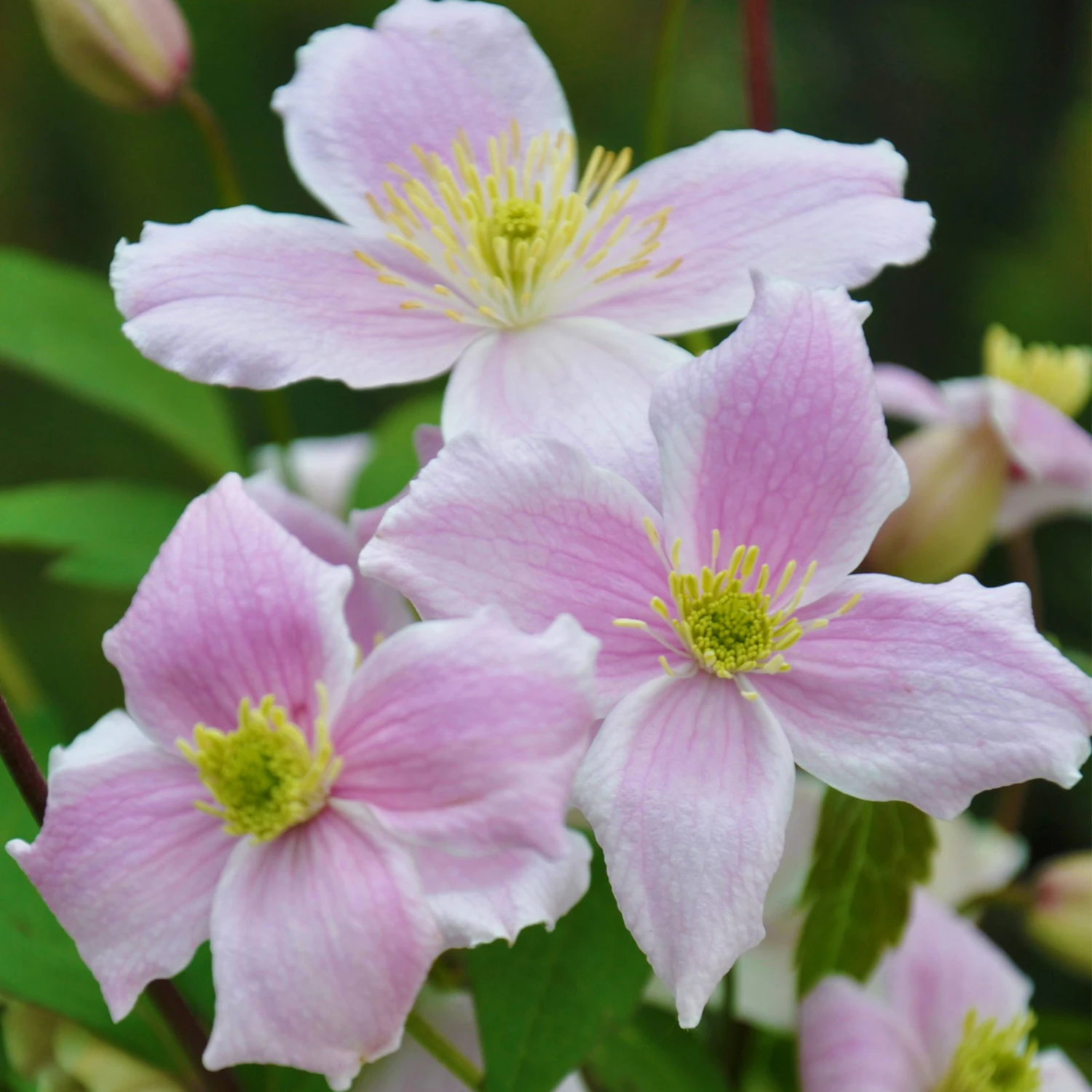 Clematis 'Mayleen', 2er-Set, Rosa, Duftend, Höhe 60-80 Cm, Topf 2 Liter 3 Clematis 'Mayleen', 2er-Set, Rosa, Duftend, Höhe 60-80 Cm, Topf 2 Liter
