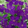 Clematis 'Polish Spirit', 2er-Set, Purpur, Höhe 60-80 Cm, Topf 2 Liter -Madison Verkäufe 0440200630 KB Clematis vit Polish Spirit Co 2lt purpur kleinbluetig 62527