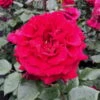 Duftende Edelrose 'Bellevue'®, Purpurrot, Topf 6 Liter -Madison Verkäufe 0460100686 KB Bellevue Premium Edelrose Co6lt purpurrot 40364