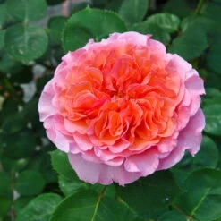 Stammrose 'Käthchen Von Heilbronn'®, Edelrose, Stammhöhe 60cm Im 7,5 Liter Topf -Madison Verkäufe 0460100700 KB Kaethchen von Heilbronn Edelrose Co 6lt4 65420