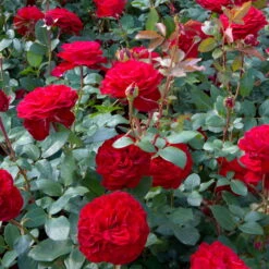 Edelrose 'Störtebeker®, Rot, Topf 6 Liter 12 Edelrose 'Störtebeker®, Rot, Topf 6 Liter -Madison Verkäufe 0460100726 KB Stoertebeker Premium Edelrose1 75091