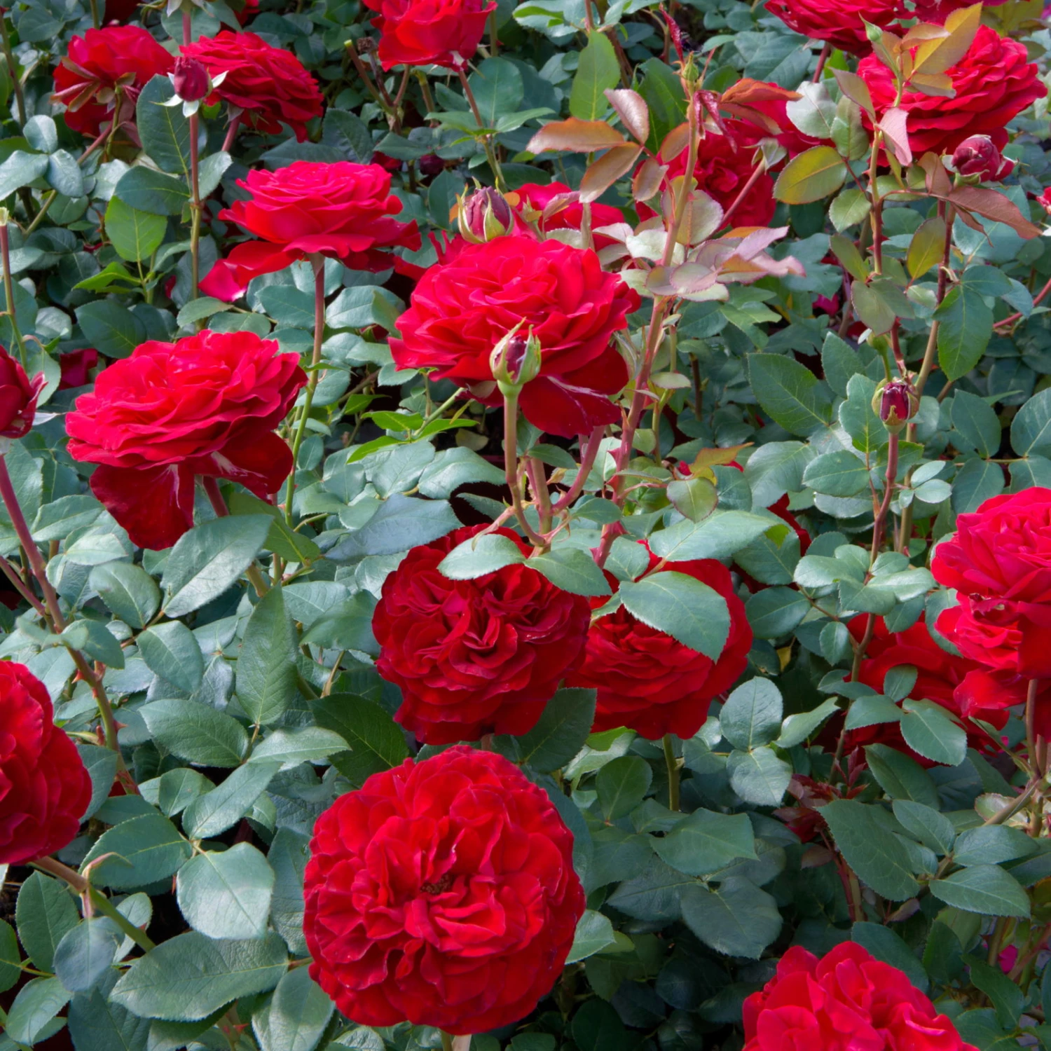 Edelrose 'Störtebeker®, Rot, Topf 6 Liter 5 Edelrose 'Störtebeker®, Rot, Topf 6 Liter – Bild 3