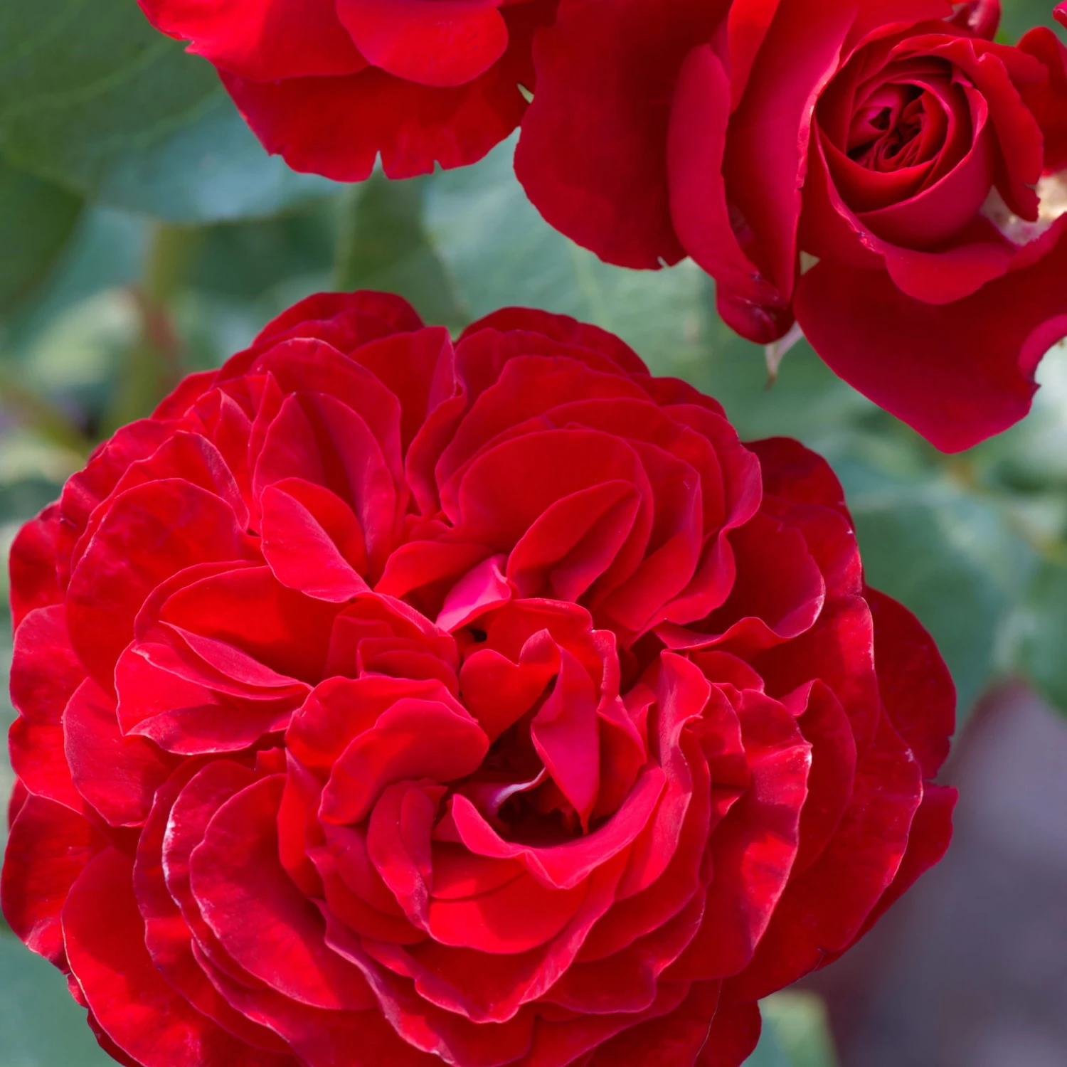 Edelrose 'Störtebeker®, Rot, Topf 6 Liter 3 Edelrose 'Störtebeker®, Rot, Topf 6 Liter