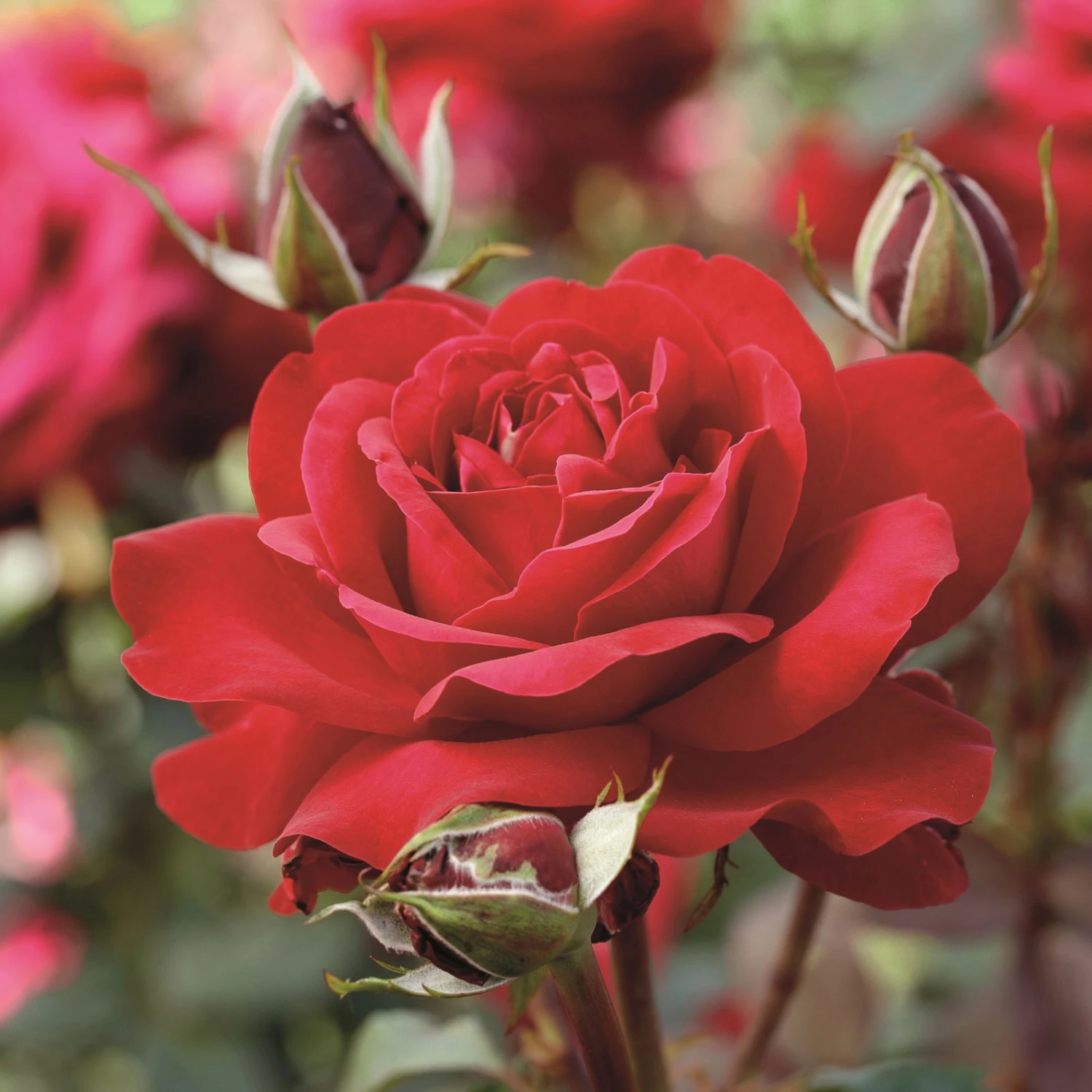 Edelrose 'Störtebeker®, Rot, Topf 6 Liter 4 Edelrose 'Störtebeker®, Rot, Topf 6 Liter – Bild 2