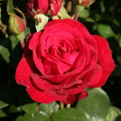 Edelrose 'Störtebeker®, Rot, Topf 6 Liter 13 Edelrose 'Störtebeker®, Rot, Topf 6 Liter -Madison Verkäufe 0460100726 KB Stoertebeker Premium Edelrose 75092