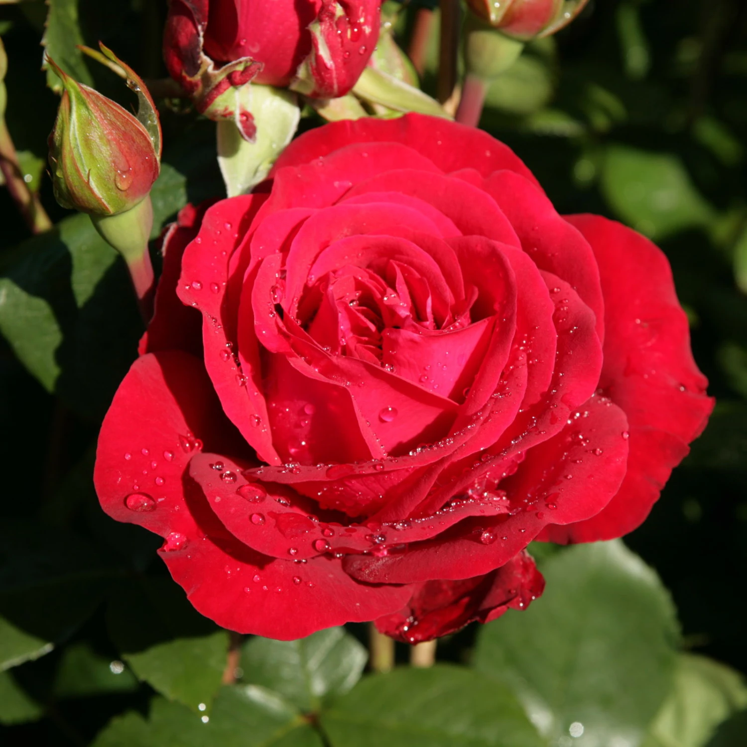 Edelrose 'Störtebeker®, Rot, Topf 6 Liter 6 Edelrose 'Störtebeker®, Rot, Topf 6 Liter – Bild 4