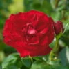 Edelrose 'Marlene®', Rot, Topf 6 Liter -Madison Verkäufe 0460100759 Marlene Premium Edelrose Co6lt 1 118839