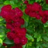 Ramblerrose 'Perennial Domino®', Magentarot, Topf 6 Liter 2 Ramblerrose 'Perennial Domino®', Magentarot, Topf 6 Liter -Madison Verkäufe 0460150067 Perennial Domino Premium Ramblerrose Co6lt magenta rot 1 118844