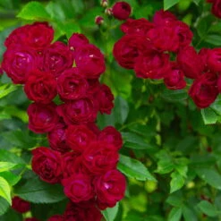 Ramblerrose 'Perennial Domino®', Magentarot, Topf 6 Liter