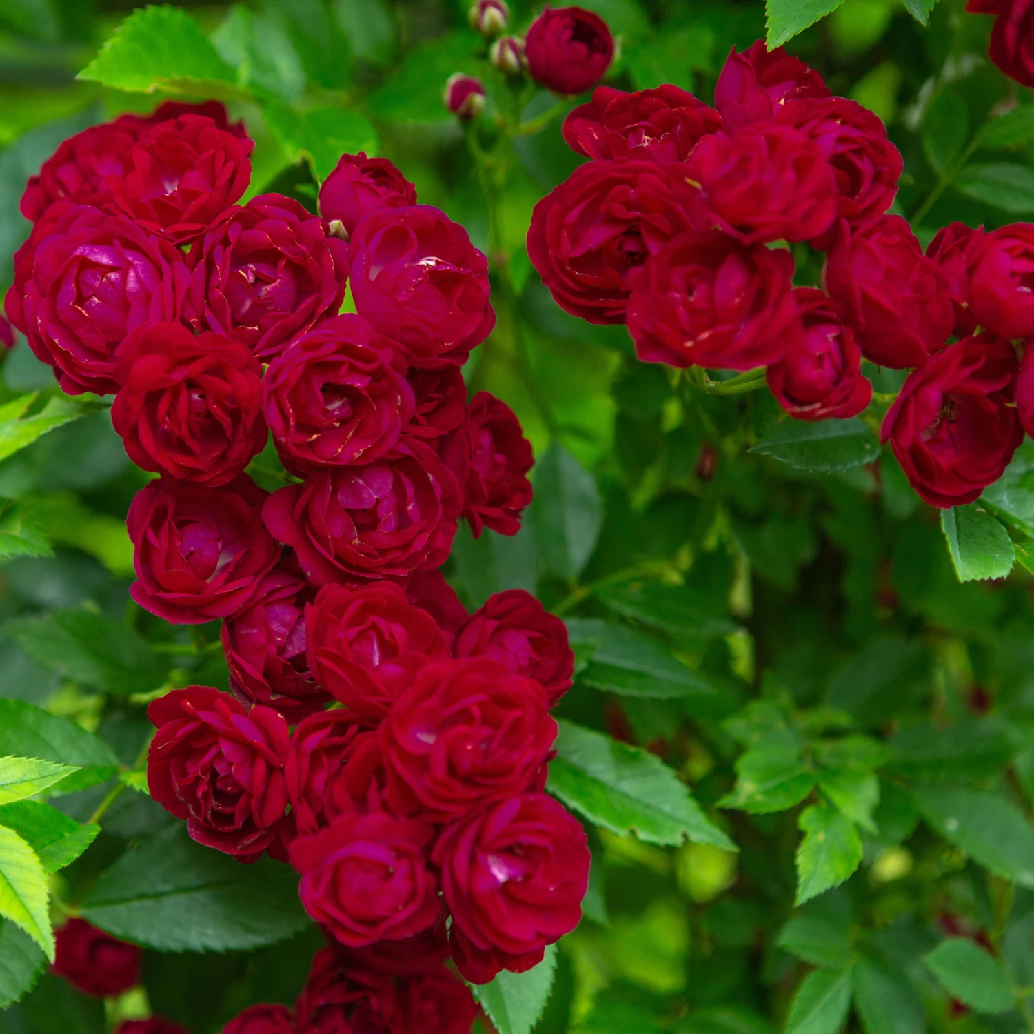 Ramblerrose 'Perennial Domino®', Magentarot, Topf 6 Liter 3 Ramblerrose 'Perennial Domino®', Magentarot, Topf 6 Liter