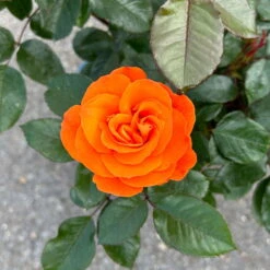 Beetrose 'Westzeit®', Orange-aprikot Bis Rosa, Topf 6 Liter -Madison Verkäufe 0460200487 Westzeit Beetrose orange apricot 7 126462