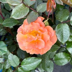 Beetrose 'Westzeit®', Orange-aprikot Bis Rosa, Topf 6 Liter -Madison Verkäufe 0460200487 Westzeit Beetrose orange apricot 8 126461