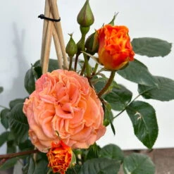 Beetrose 'Westzeit®', Orange-aprikot Bis Rosa, Topf 6 Liter -Madison Verkäufe 0460200487 beetrose westzeit premium 4 123885