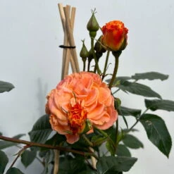 Beetrose 'Westzeit®', Orange-aprikot Bis Rosa, Topf 6 Liter -Madison Verkäufe 0460200487 beetrose westzeit premium 5 123887