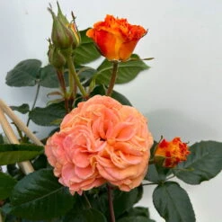 Beetrose 'Westzeit®', Orange-aprikot Bis Rosa, Topf 6 Liter -Madison Verkäufe 0460200487 beetrose westzeit premium 6 123886