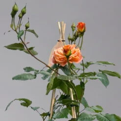 Beetrose 'Westzeit®', Orange-aprikot Bis Rosa, Topf 6 Liter -Madison Verkäufe 0460200487 beetrose westzeit premium1 124082