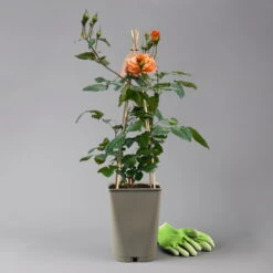 Beetrose 'Westzeit®', Orange-aprikot Bis Rosa, Topf 6 Liter -Madison Verkäufe 0460200487 beetrose westzeit premium 124081