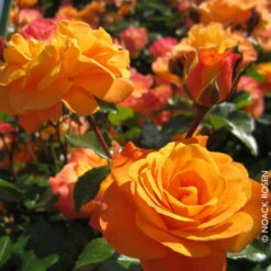 Stammrose 'Westzeit®', Beetrose, Stammhöhe 60cm Im 7,5 Liter Topf -Madison Verkäufe 0460200487 Beetrose Westzeit RGB Copyright NEU 01 42092