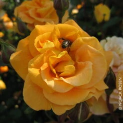 Beetrose 'Westzeit®', Orange-aprikot Bis Rosa, Topf 6 Liter -Madison Verkäufe 0460200487 Beetrose Westzeit RGB Copyright NEU 02 42093 1