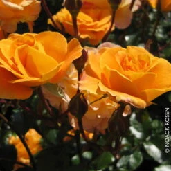 Beetrose 'Westzeit®', Orange-aprikot Bis Rosa, Topf 6 Liter -Madison Verkäufe 0460200487 Beetrose Westzeit RGB Copyright NEU 42091 1