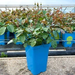 Beetrose 'Westart®', Leuchtend Goldgelb, Topf 6 Liter -Madison Verkäufe 0460200714 Westart Beetrose gelb Bluetenzauber 3 126464