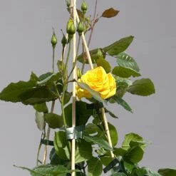 Beetrose 'Westart®', Leuchtend Goldgelb, Topf 6 Liter -Madison Verkäufe 0460200714 beetrose weststart premium 1 124084