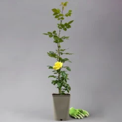 Beetrose 'Westart®', Leuchtend Goldgelb, Topf 6 Liter -Madison Verkäufe 0460200714 beetrose weststart premium 2 124085