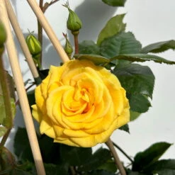 Beetrose 'Westart®', Leuchtend Goldgelb, Topf 6 Liter -Madison Verkäufe 0460200714 beetrose weststart premium 3 123889