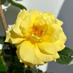 Beetrose 'Westart®', Leuchtend Goldgelb, Topf 6 Liter -Madison Verkäufe 0460200714 beetrose weststart premium 8 123888