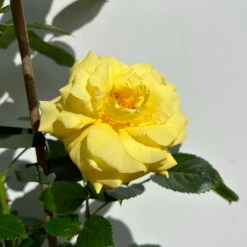 Beetrose 'Westart®', Leuchtend Goldgelb, Topf 6 Liter -Madison Verkäufe 0460200714 beetrose weststart premium 9 123890