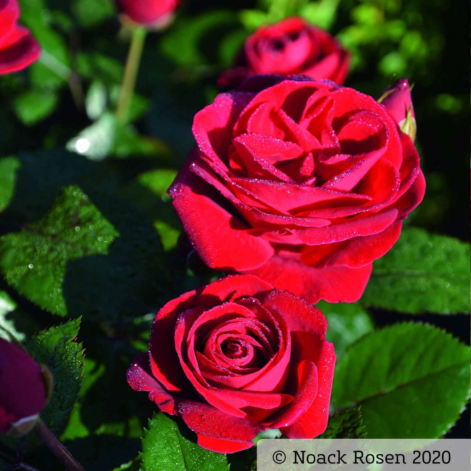 Beetrose 'Kompass'®, Rot, Topf 6 Liter, 4er Set 3 Beetrose 'Kompass'®, Rot, Topf 6 Liter, 4er Set