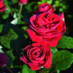 Beetrose 'Kompass'®, Rot, Topf 6 Liter -Madison Verkäufe 0460200855 Kompass Premium Beetrose rot Bluetenzauber 75088 1