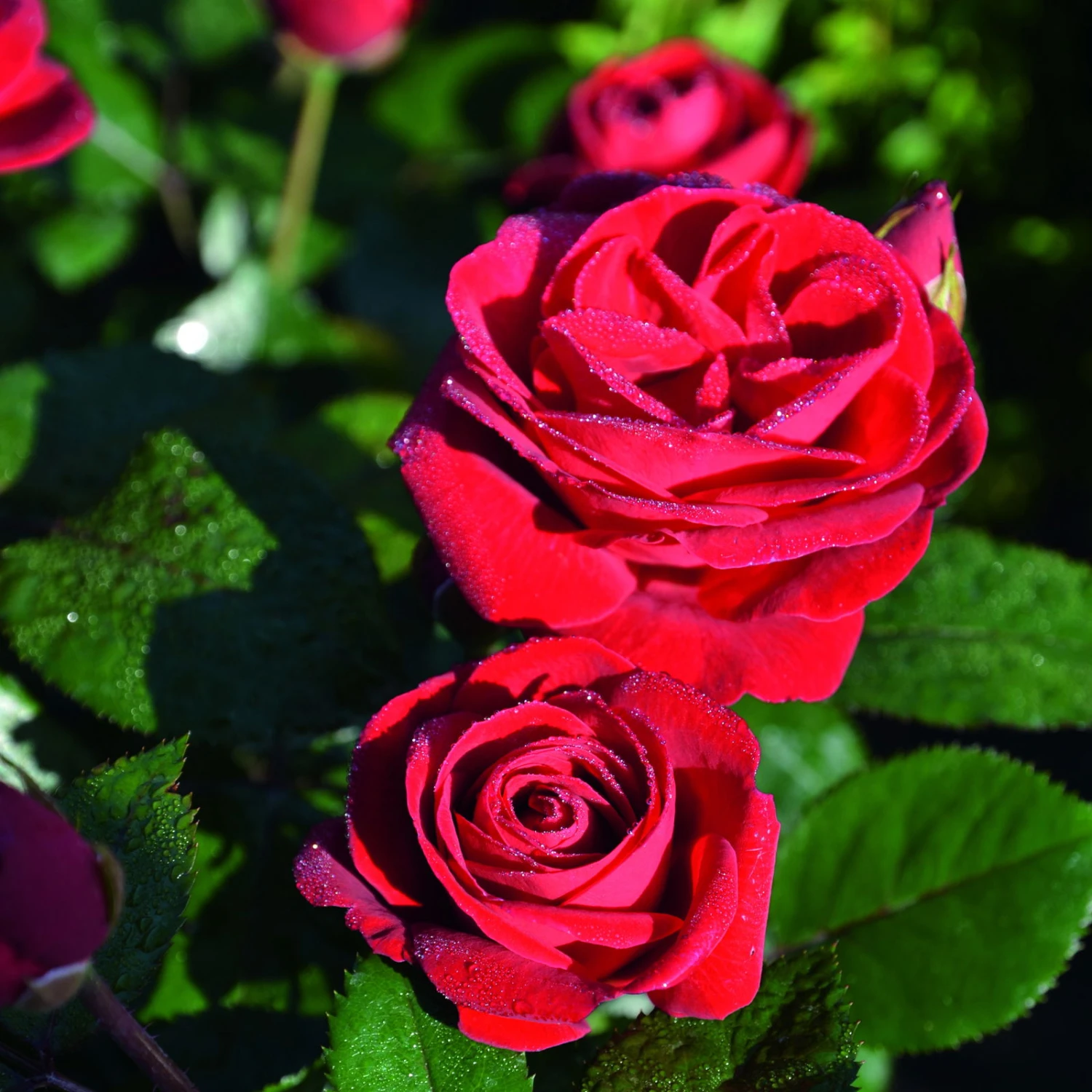 Beetrose 'Kompass'®, Rot, Topf 6 Liter, 4er Set 4 Beetrose 'Kompass'®, Rot, Topf 6 Liter, 4er Set – Bild 2