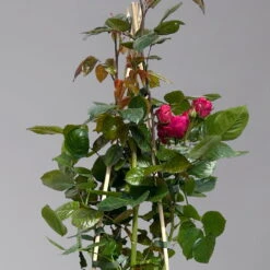 Beetrose 'Kompass'®, Rot, Topf 6 Liter -Madison Verkäufe 0460200855 beetrose kompass 1 124089