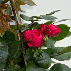 Beetrose 'Kompass'®, Rot, Topf 6 Liter -Madison Verkäufe 0460200855 beetrose kompass 6 123895