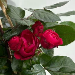 Beetrose 'Kompass'®, Rot, Topf 6 Liter -Madison Verkäufe 0460200855 beetrose kompass 7 123894