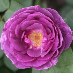 Duftende Beetrose 'Minerva®', Violett, Topf 6 Liter -Madison Verkäufe 0460200858 Minerva Premium Beetrose Co6lt lila Duftrosen 2 118848