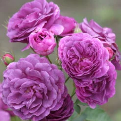 Duftende Beetrose 'Minerva®', Violett, Topf 6 Liter -Madison Verkäufe 0460200858 Minerva Premium Beetrose Co6lt lila Duftrosen 4 118849