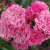Zwergrose 'Pepita®', Pink, Topf 3 Liter, 4er Set 1 Zwergrose 'Pepita®', Pink, Topf 3 Liter, 4er Set -Madison Verkäufe 0460400367 Pepita RGB 5788