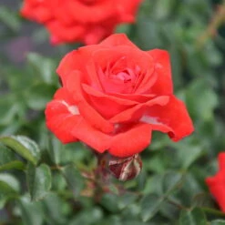 Zwergrose 'Zwergenfee 09®', Orange-rot, Topf 3 Liter, 4er Set 9 Zwergrose 'Zwergenfee 09®', Orange-rot, Topf 3 Liter, 4er Set -Madison Verkäufe 0460400375 Zwergfee RGB 2 5793