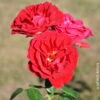 Strauchrose 'Tornella®', Samtrot, Topf 6 Liter -Madison Verkäufe 0460500382 Strauchrose Tornella RGB Copyright NEU 42110