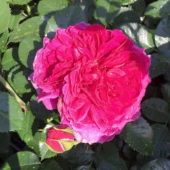 Duftende Strauchrose 'Soul'®, Purpur-violett, Top 6 Liter