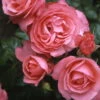 Kletterrose 'Rosanna®', Lachsrosa, Topf 6 Liter -Madison Verkäufe 0460600348 Koelles Beste Rosanna Premium Kletterrose 6 lachsrosa RGB 6907