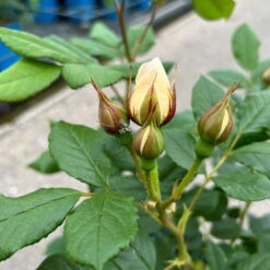 Kletterrose 'Uetersener Klosterrose®', Cremeweiß, Topf 6 Liter -Madison Verkäufe 0460600349 Uetersener Klosterrose Kletterrose cremefarbig 3 126482