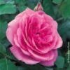 Englische Rose 'Gertrude Jekyll' (Ausbord), Rosa, Topf 6 Liter, 4er Set 2 Englische Rose 'Gertrude Jekyll' (Ausbord), Rosa, Topf 6 Liter, 4er Set -Madison Verkäufe 0460750328 Englische Rose Gertrude Jekyll RGB Copyright NEU 01 42120
